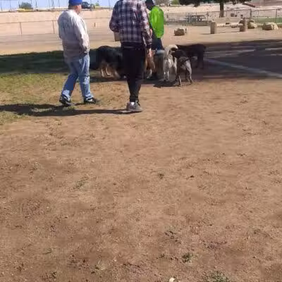 Russ's Tree - Las Vegas, NV