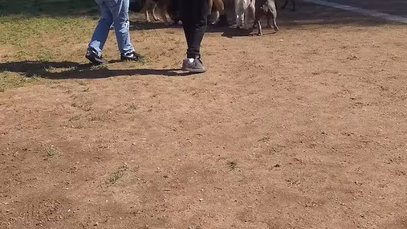 Russ's Tree - Las Vegas, NV