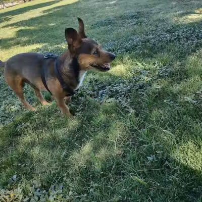 Russ's Tree - Las Vegas, NV