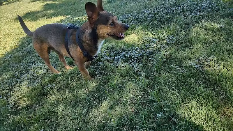 Russ's Tree - Las Vegas, NV