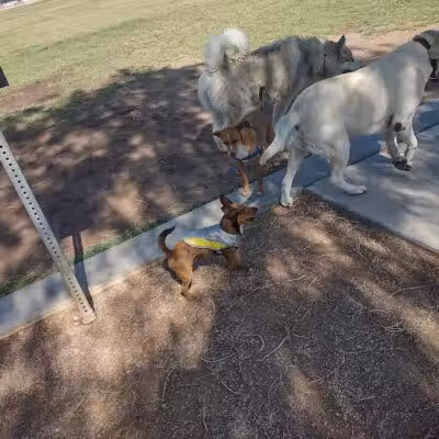 Russ's Tree - Las Vegas, NV