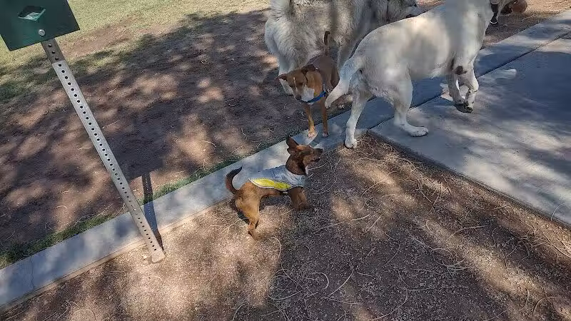 Russ's Tree - Las Vegas, NV