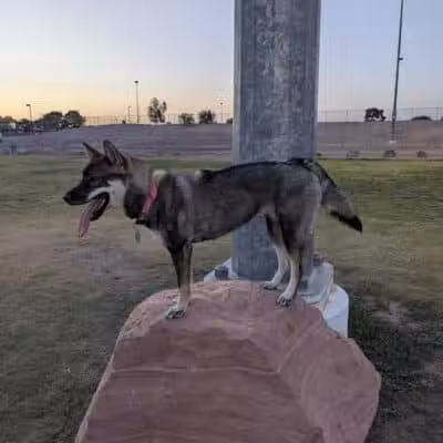 Russ's Tree - Las Vegas, NV