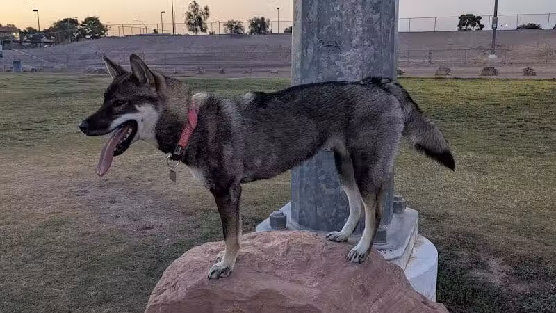 Russ's Tree - Las Vegas, NV