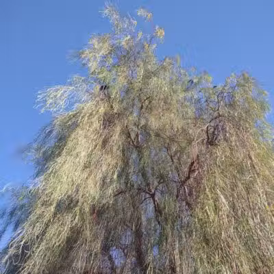 Russ's Tree - Las Vegas, NV