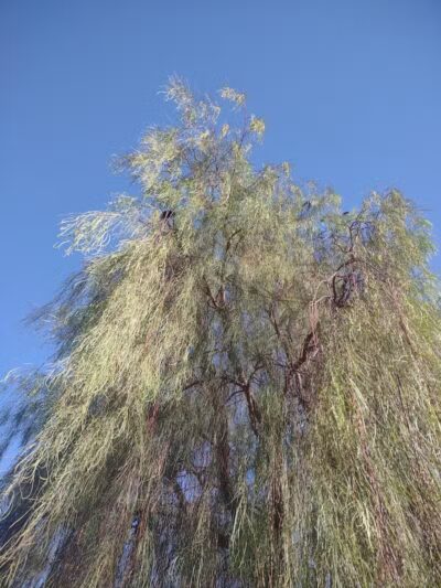 Russ's Tree - Las Vegas, NV