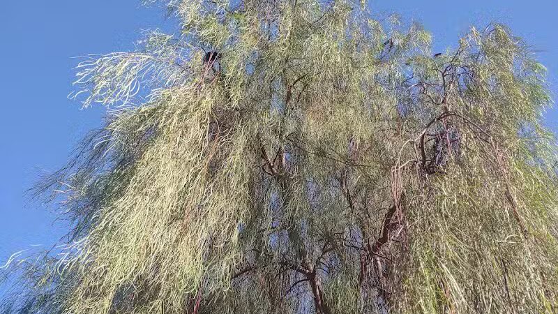 Russ's Tree - Las Vegas, NV