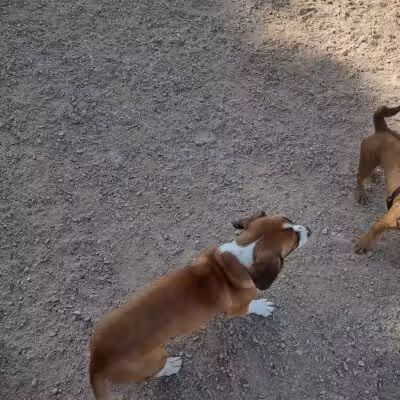 Russ's Tree - Las Vegas, NV