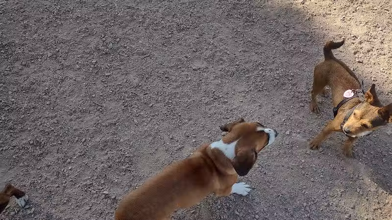 Russ's Tree - Las Vegas, NV