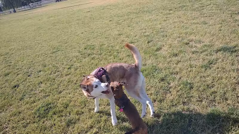 Russ's Tree - Las Vegas, NV