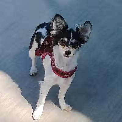 Shadow Rock Dog Park - Las Vegas, NV