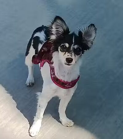 Shadow Rock Dog Park - Las Vegas, NV