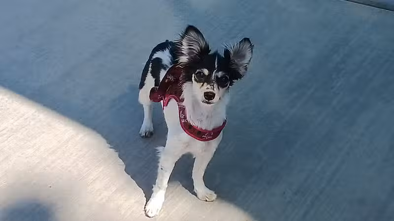 Shadow Rock Dog Park - Las Vegas, NV