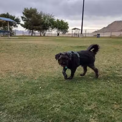 Shadow Rock Dog Park - Las Vegas, NV