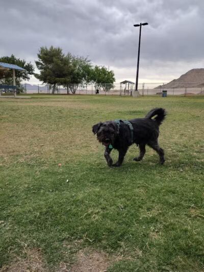 Shadow Rock Dog Park - Las Vegas, NV