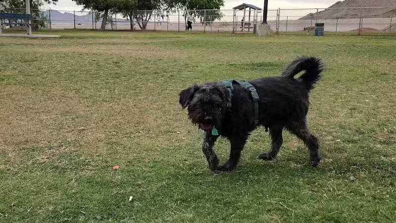 Shadow Rock Dog Park - Las Vegas, NV
