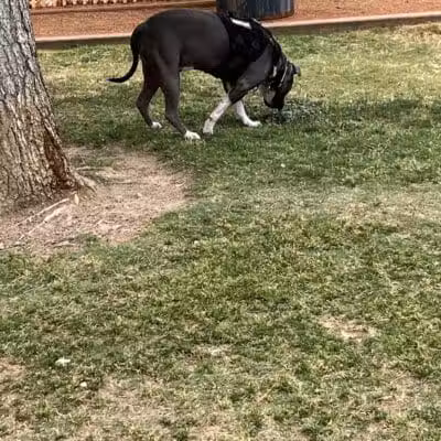 Shadow Rock Dog Park - Las Vegas, NV