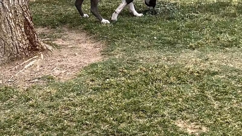 Shadow Rock Dog Park - Las Vegas, NV