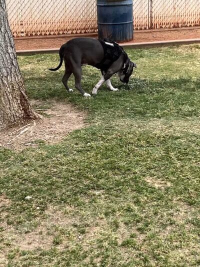 Shadow Rock Dog Park - Las Vegas, NV