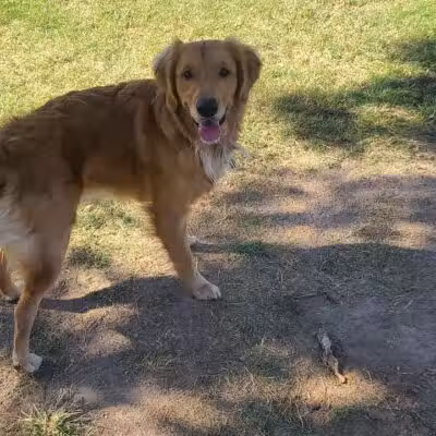 Shadow Rock Dog Park - Las Vegas, NV