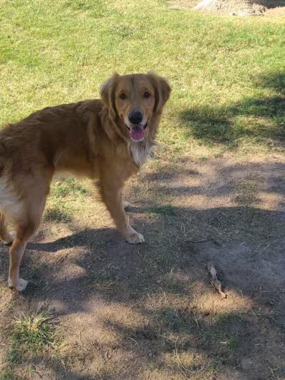 Shadow Rock Dog Park - Las Vegas, NV
