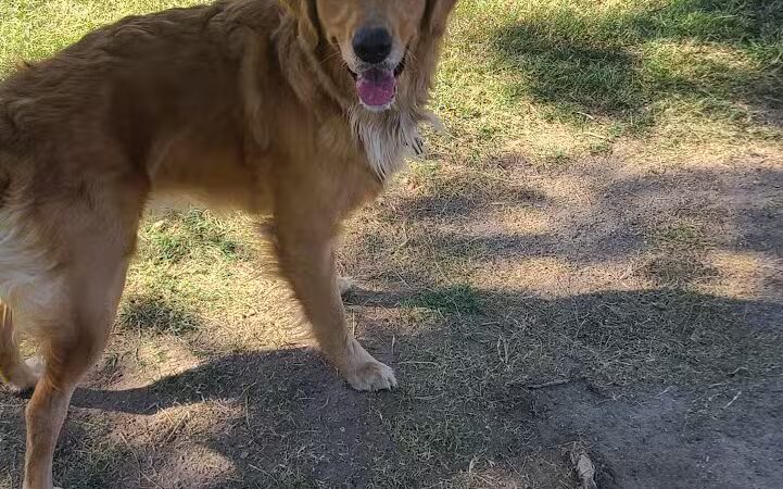 Shadow Rock Dog Park - Las Vegas, NV
