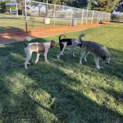 Shadow Rock Dog Park - Las Vegas, NV