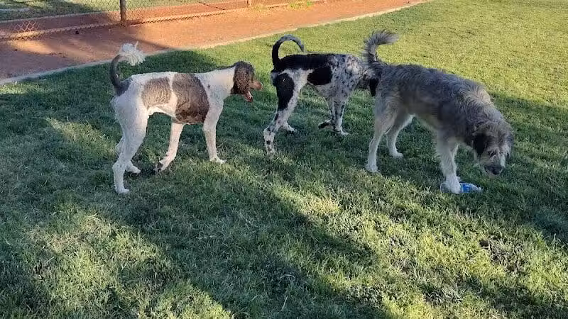 Shadow Rock Dog Park - Las Vegas, NV