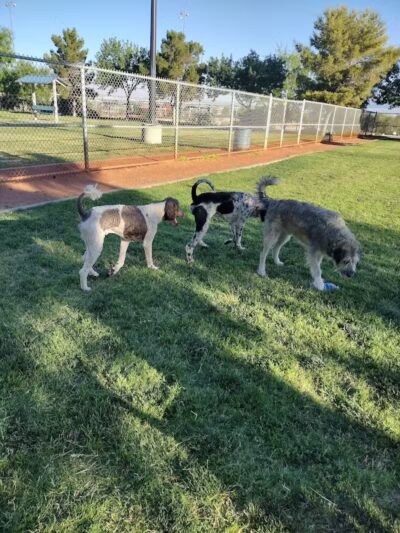 Shadow Rock Dog Park - Las Vegas, NV