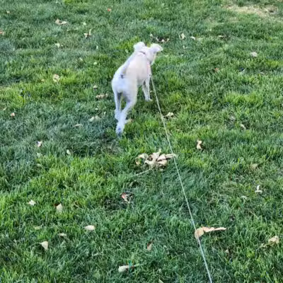 Spotted Leaf Park - Las Vegas, NV