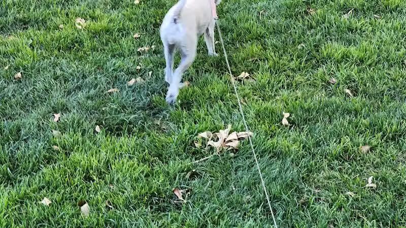 Spotted Leaf Park - Las Vegas, NV