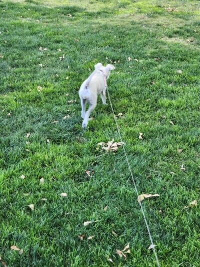 Spotted Leaf Park - Las Vegas, NV