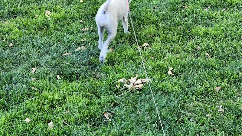 Spotted Leaf Park - Las Vegas, NV