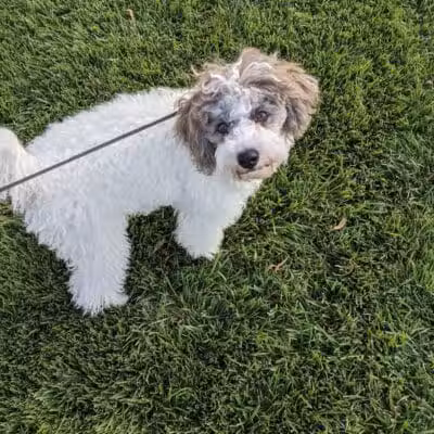 Spotted Leaf Park - Las Vegas, NV