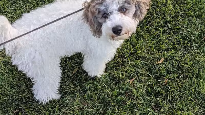 Spotted Leaf Park - Las Vegas, NV