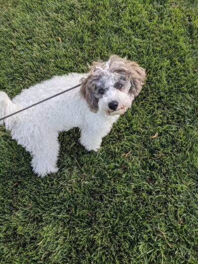 Spotted Leaf Park - Las Vegas, NV