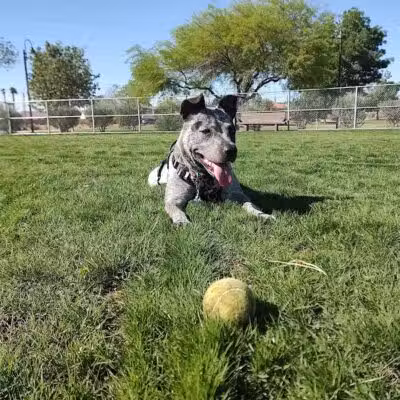 Spring Valley Community Park - Las Vegas, NV