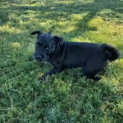 Spring Valley Community Park - Las Vegas, NV