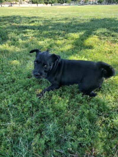 Spring Valley Community Park - Las Vegas, NV