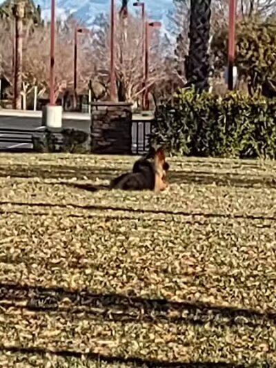 Summerlin Centre Community Park - Las Vegas, NV