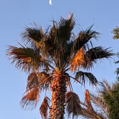 Summerlin Centre Community Park - Las Vegas, NV