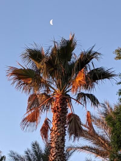Summerlin Centre Community Park - Las Vegas, NV