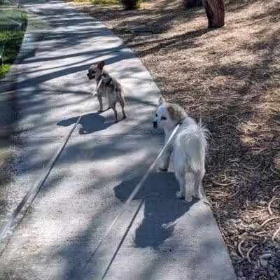Summerlin Community Park - Las Vegas, NV