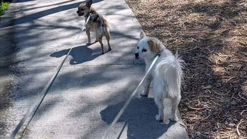 Summerlin Community Park - Las Vegas, NV