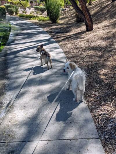 Summerlin Community Park - Las Vegas, NV