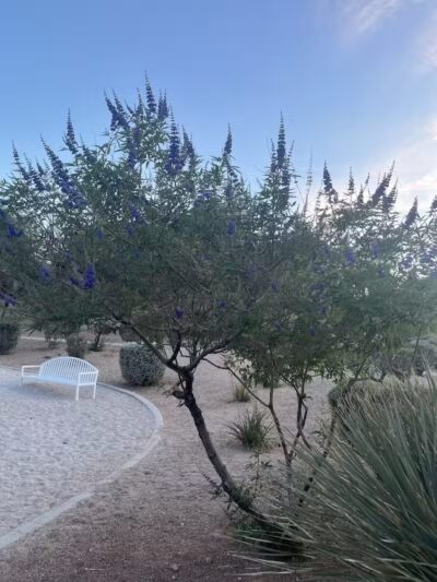 Summerlin Community Park - Las Vegas, NV