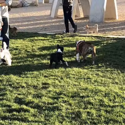 Sunset Dog Park - Las Vegas, NV