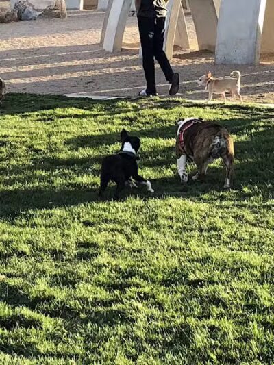 Sunset Dog Park - Las Vegas, NV