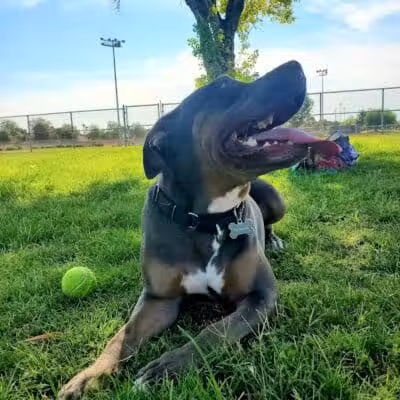 Sunset Dog Park - Las Vegas, NV