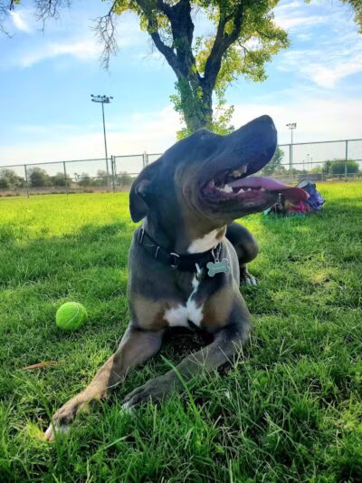 Sunset Dog Park - Las Vegas, NV